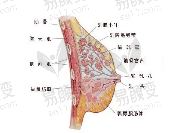 深圳美莱医疗美容医院徐占锋隆胸怎么样？